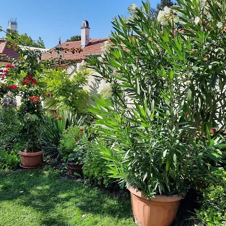 Siofok, Balaton 6 Apartment *