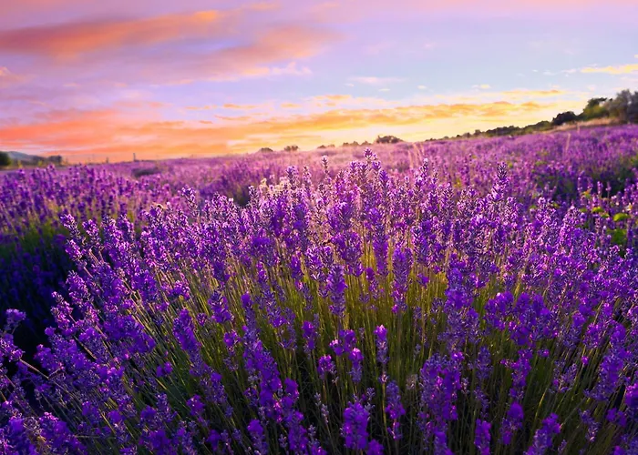 Siofok, Balaton 6 Siófok